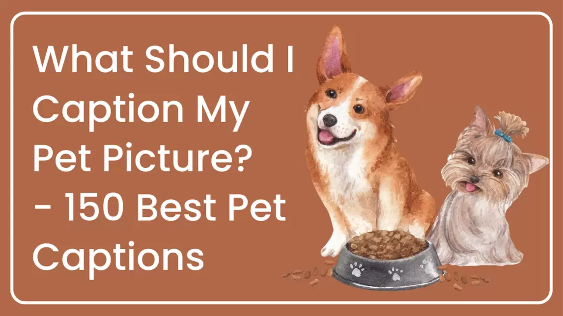 What Should I Caption My Pet Picture