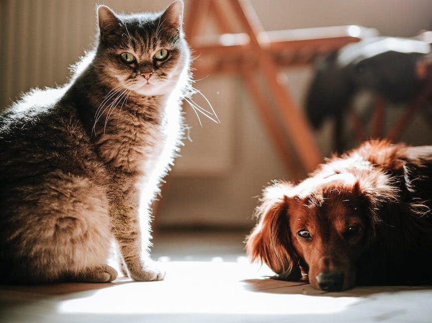 dog and cat on the floor