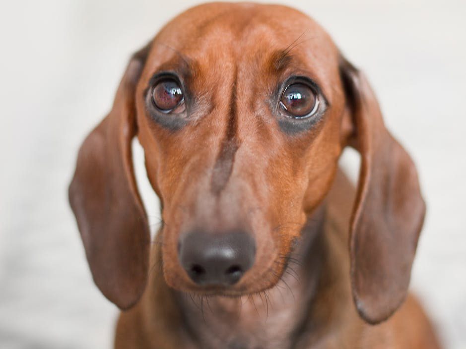 soft focus photo of dachshund
