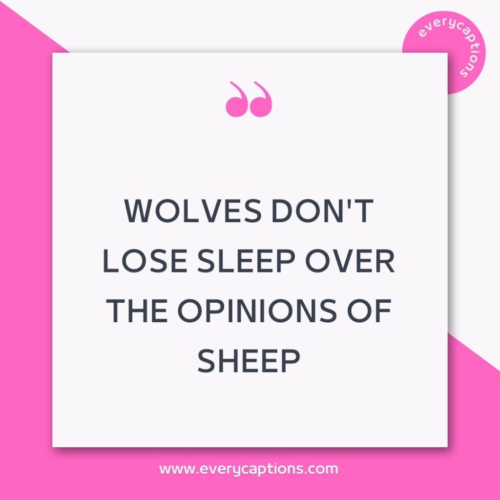 Wolves don't lose sleep over the opinions of sheep